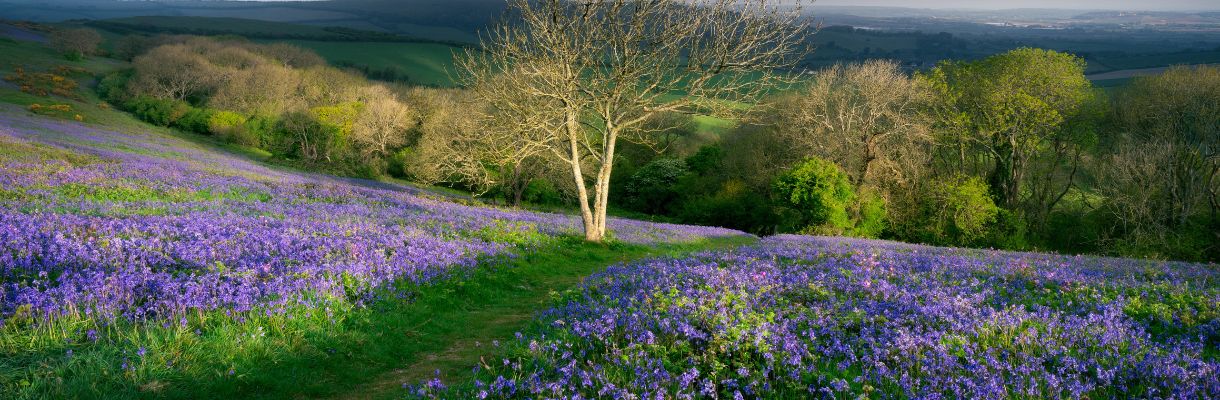 Bluebells at St Boniface Down